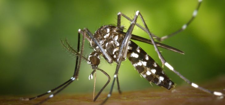 Beskyt dig mod myggestik med vores premium myggenet